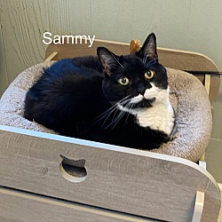 Thumbnail photo of Sammy #1