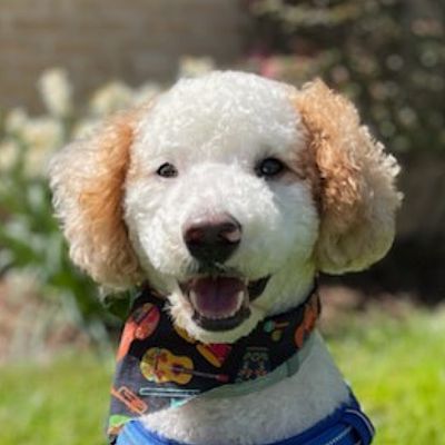 Fairfax, VA - Goldendoodle/Poodle (Standard). Meet FINN a Pet for ...