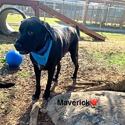 Thumbnail photo of Maverick #2