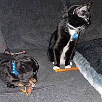 adopt a pet
