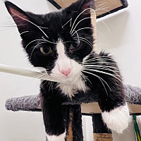 adopt a pet