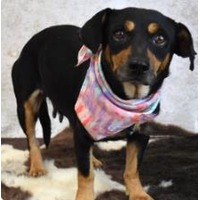 adopt-pet