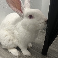 Photo of Ruby