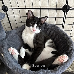 Thumbnail photo of Sparrow #3