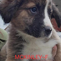 Photo of Mckinley
