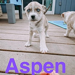 Thumbnail photo of Aspen #2