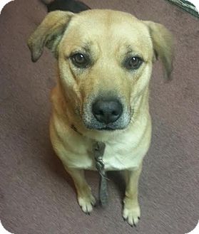 Liberty Center, OH - Labrador Retriever. Meet Queenie a Pet for Adoption.