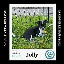 Photo of Jolly (The J Crew) 062224