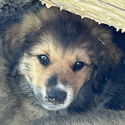 Thumbnail photo of Colorado Puppy 5 #1