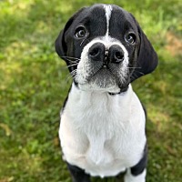 adopt a pet