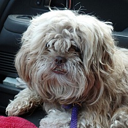Thumbnail photo of Chewie #4