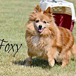 Thumbnail photo of Foxy #1