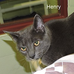 Thumbnail photo of Henry #3