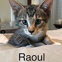 Photo of Raoul