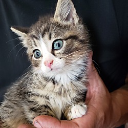 Thumbnail photo of "Tiger kitty"- no name #2