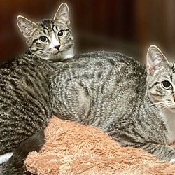 Thumbnail photo of Wink and Tink: Adorable Tabby Kittens #1