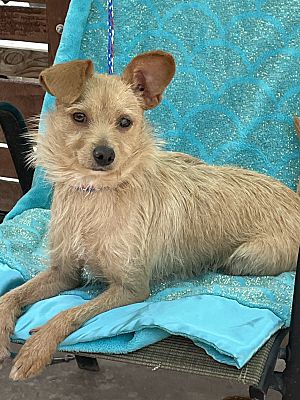 Cairn terrier and chihuahua sales mix