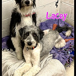 Photo of Lacey & Lovey