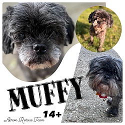 Photo of Muffy