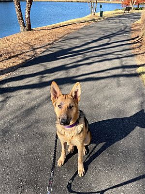 Greensboro, NC - German Shepherd Dog. Meet Biscotti a Pet for Adoption ...