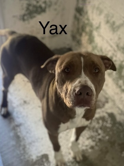 Thumbnail photo of Yax #2