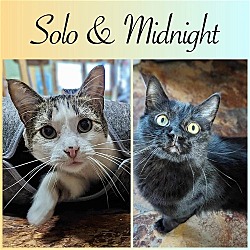Thumbnail photo of Midnight & Solo #1
