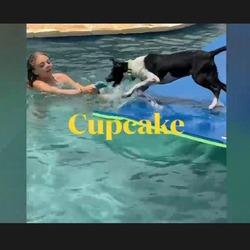 Thumbnail photo of Cupcake #2