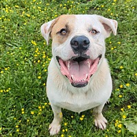 adopt a pet