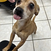 adopt a pet
