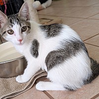 adopt-pet