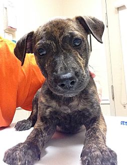 Dallas, TX - Plott Hound. Meet Hooch a Pet for Adoption.