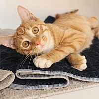 ERUPTION - Domestic Shorthair available for adoption