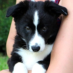 Thumbnail photo of Dingo~adopted! #1