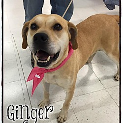 Thumbnail photo of Ginger (reduced fee) #4