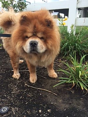 chow chow for adoption near me