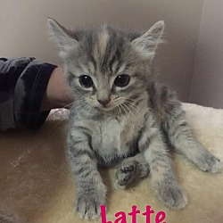Thumbnail photo of Latte #1