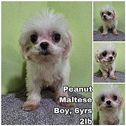 Photo of Peanut from Korea