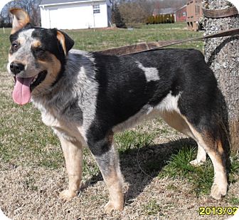 english shepherd blue heeler mix