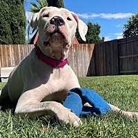 adopt a pet