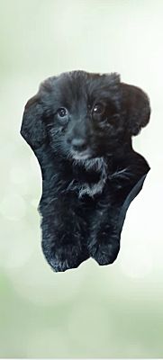 Oceanside, CA Cocker Spaniel/King Charles Spaniel. Meet Effie a Pet for Adoption