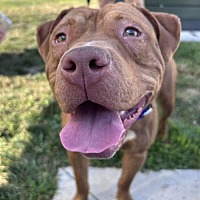 adopt a pet