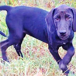Thumbnail photo of Dory, baby lab-hound beauty! #1