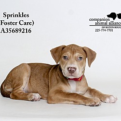 Thumbnail photo of Sprinkles  (Foster Care) #1