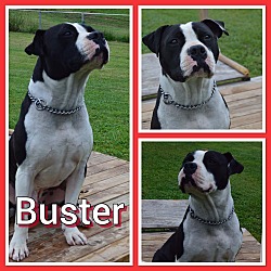 Thumbnail photo of BUSTER #3