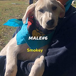 Thumbnail photo of Smokey #4