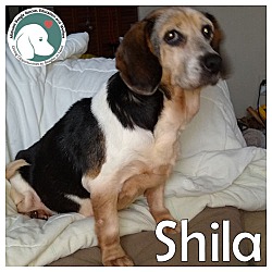 Thumbnail photo of Shila #1
