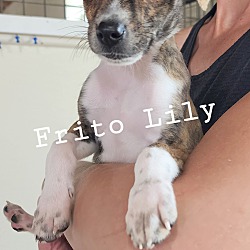 Thumbnail photo of Frito Lily~adopted! #2