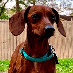 Pearland, TX - Dachshund. Meet Darbie a Pet for Adoption - AdoptaPet.com