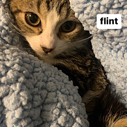 Photo of flinti