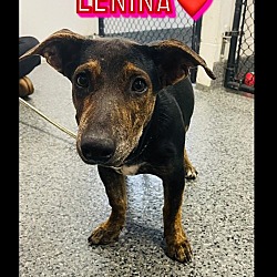 Photo of Lenina - 6 month old female, 25lbs